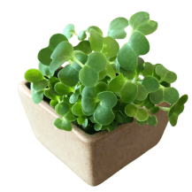 Microgreens